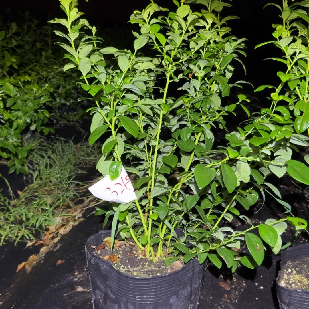 阳***6超大钵F6一物一拍3269