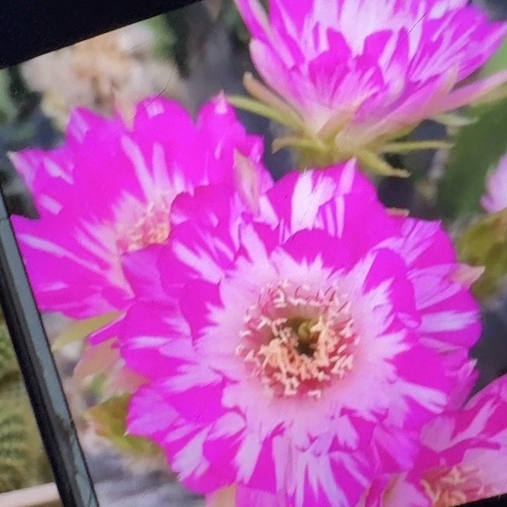 妖碟侧芽3公分以上