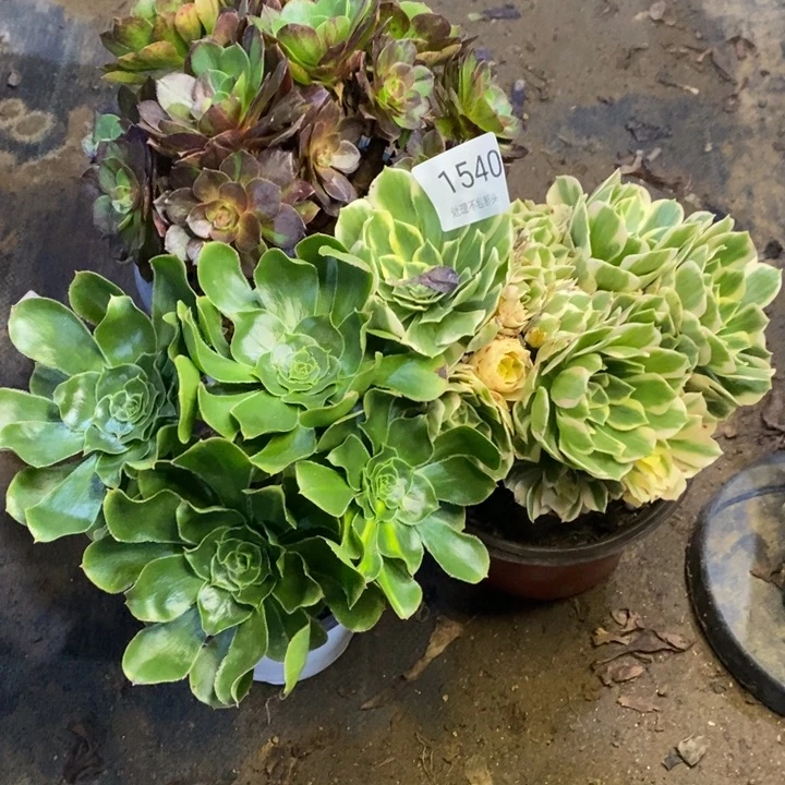 3盆多肉断头不包1540