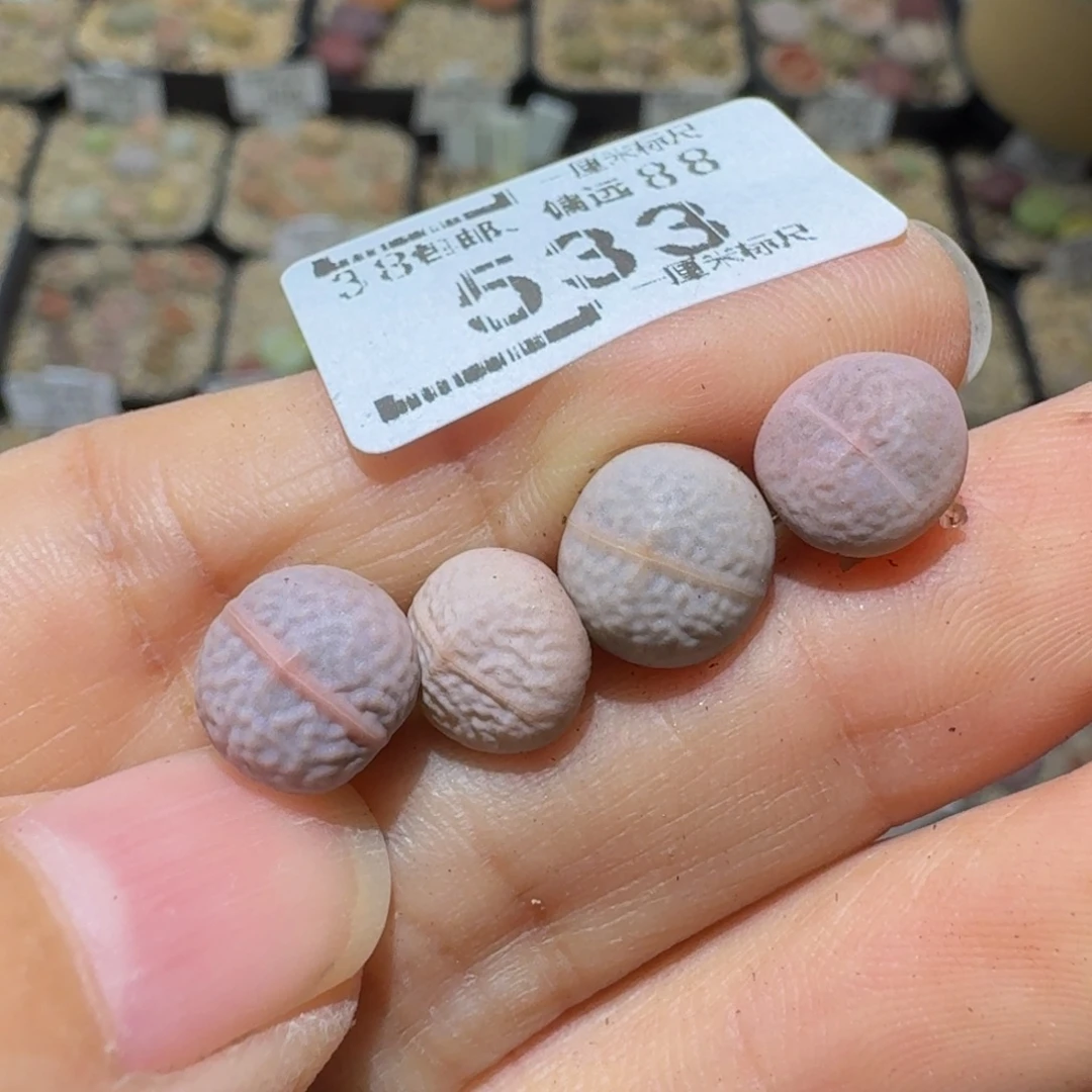 紫***幽Ssss精品生石花533