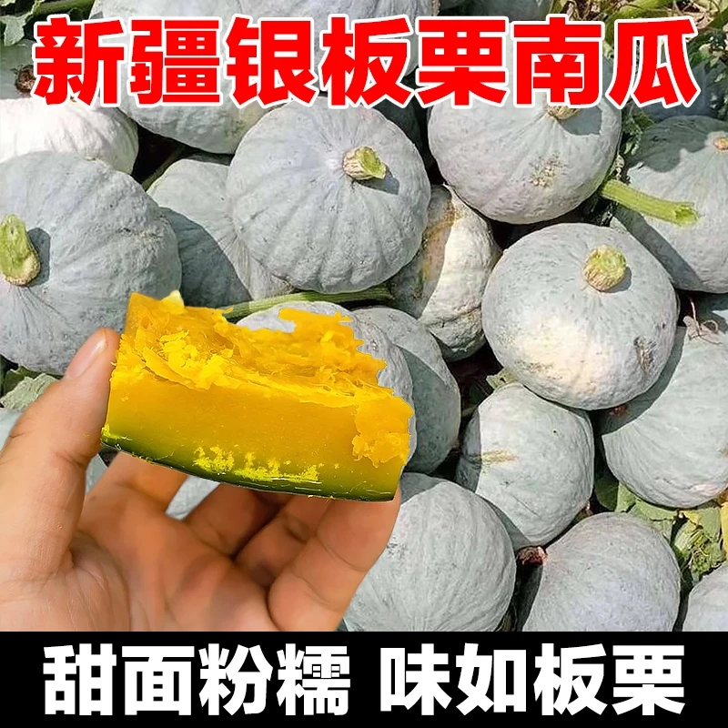 C【新疆直发】沙漠银栗贵族南瓜露天种植5斤装沙糯粉甜