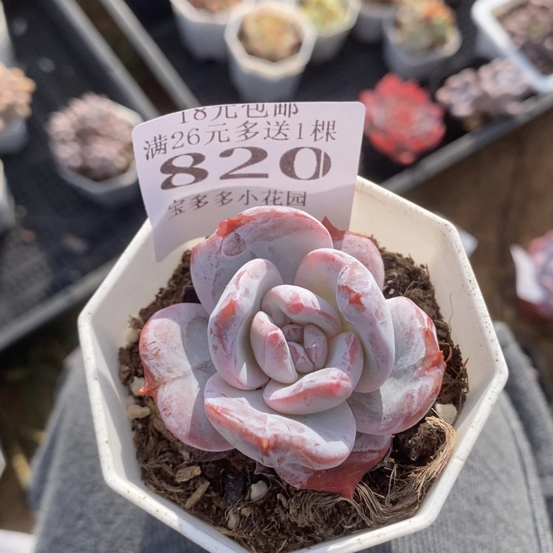 ****顺不知名一物一拍满18包邮满26送一颗多肉