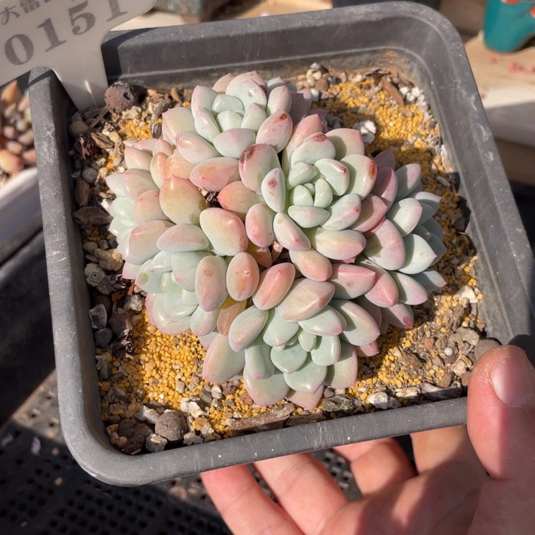 0151白马不带盆10厘米