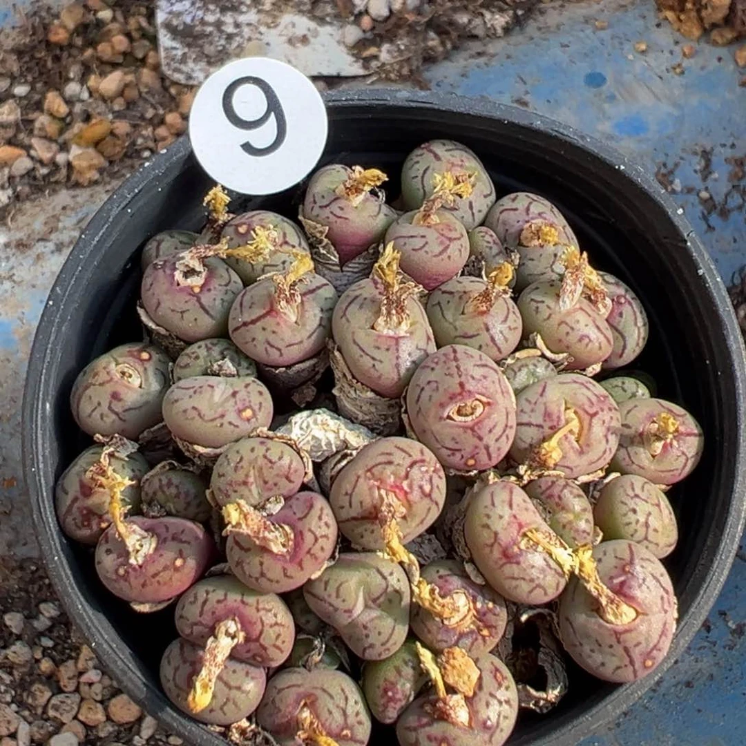 多肉植物11111111111111