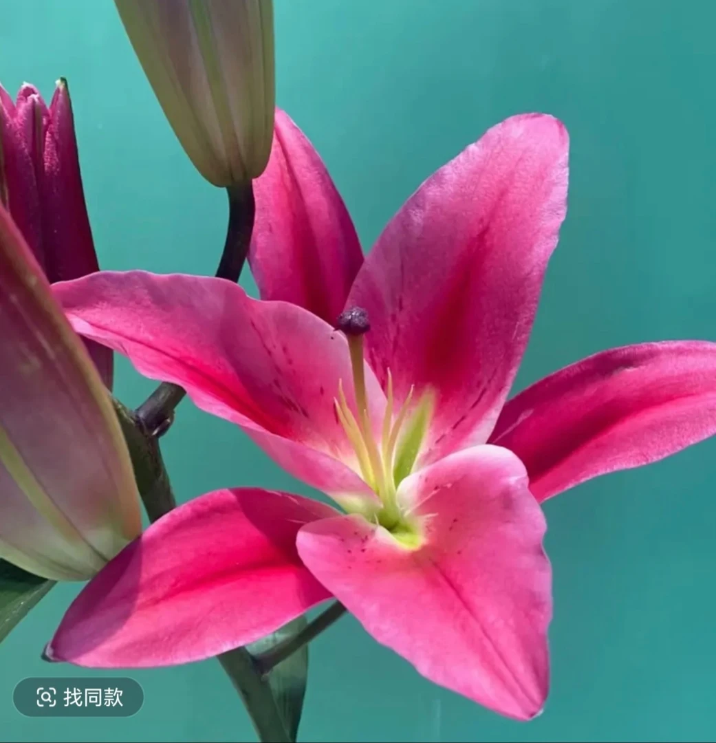 AA（大花苞）马伦哥香水百合（一单中通）