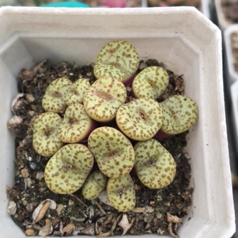 多肉肉锥 14头黄椒安贞