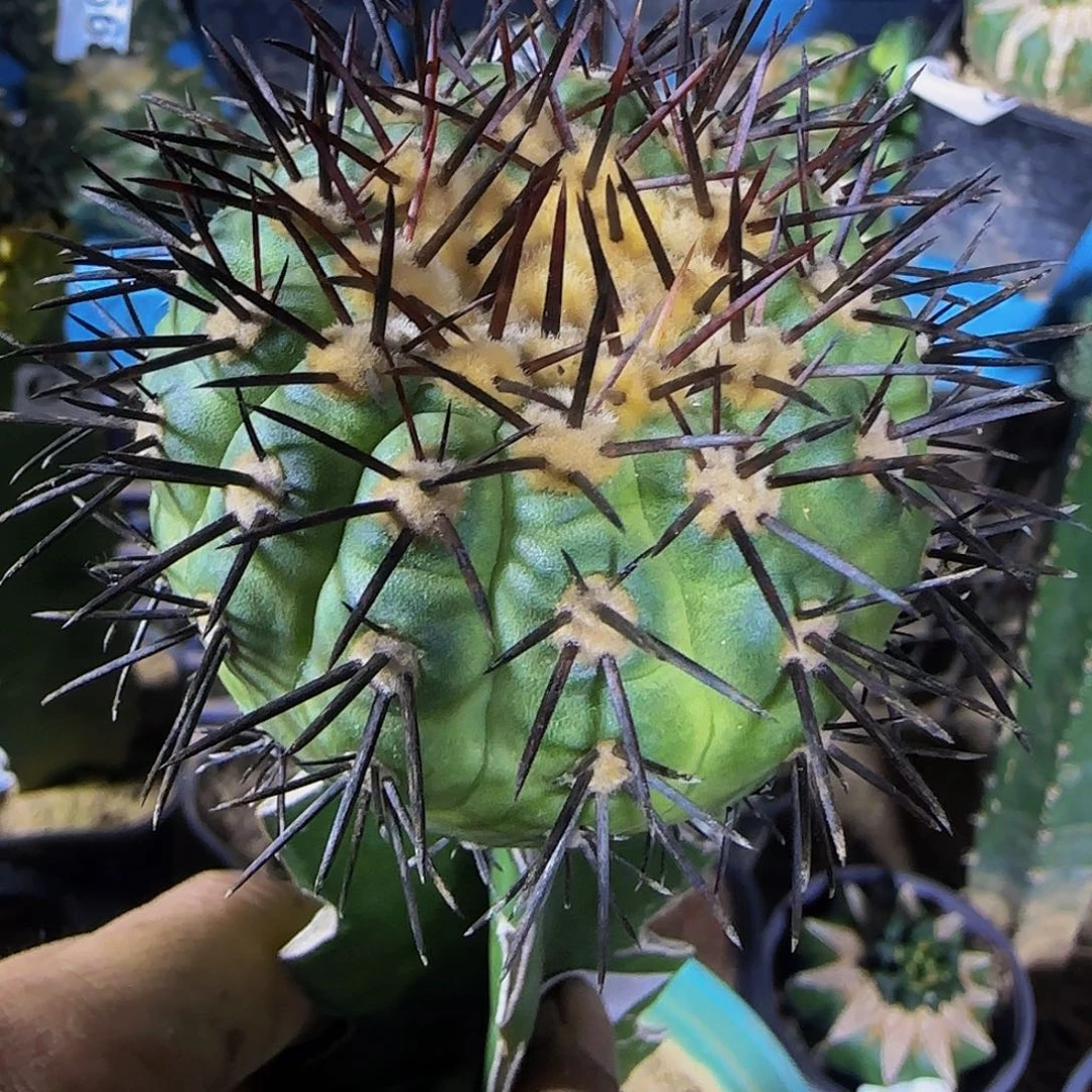 黑王566仙人球开花
