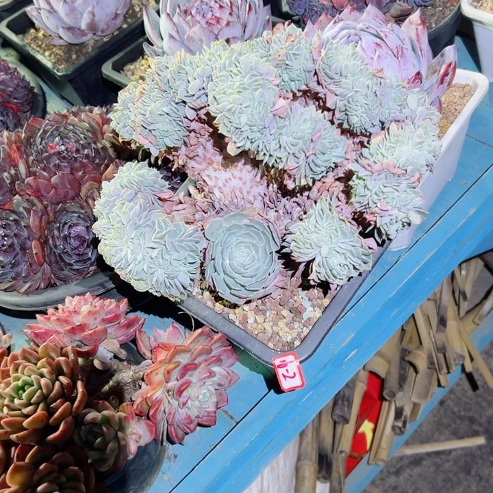 M**K精品多肉植物老桩