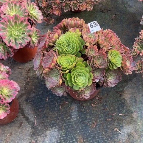 余***好630玲珑朵朵多肉，