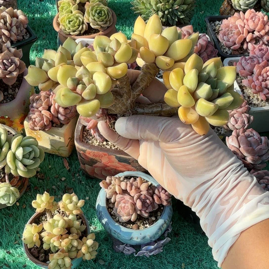 红象牙朵朵树精品包邮