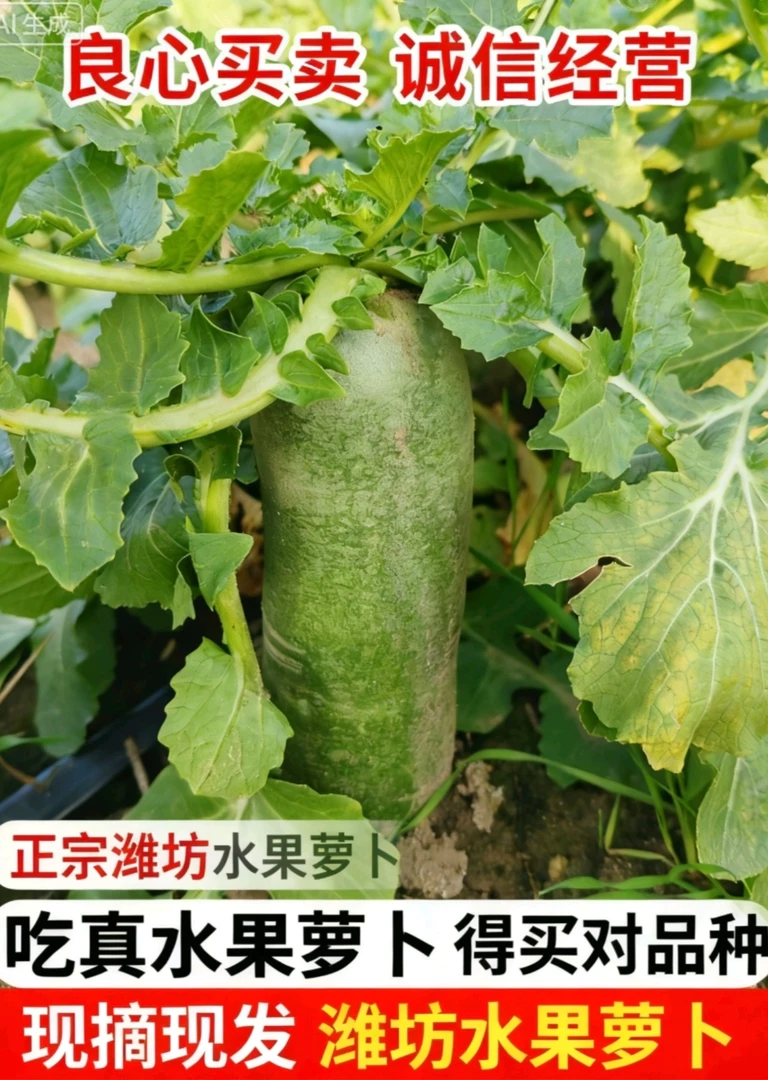 良心优选 当季现发潍县萝卜 脆甜多汁新鲜现发当季可生吃