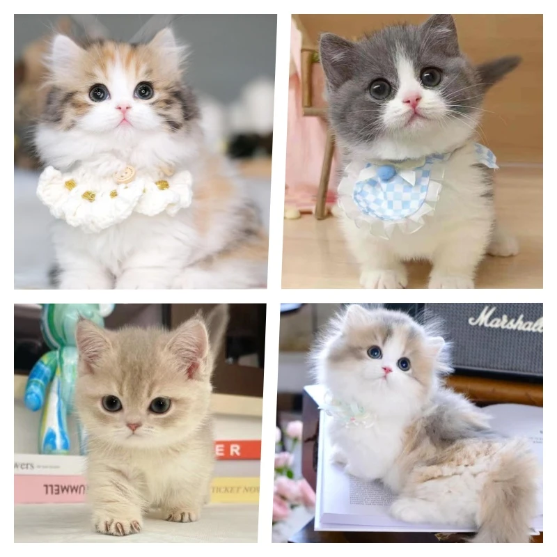 【实体猫舍】英短蓝金渐层幼猫宠物金加白拿破仑矮脚短腿猫德文卷毛