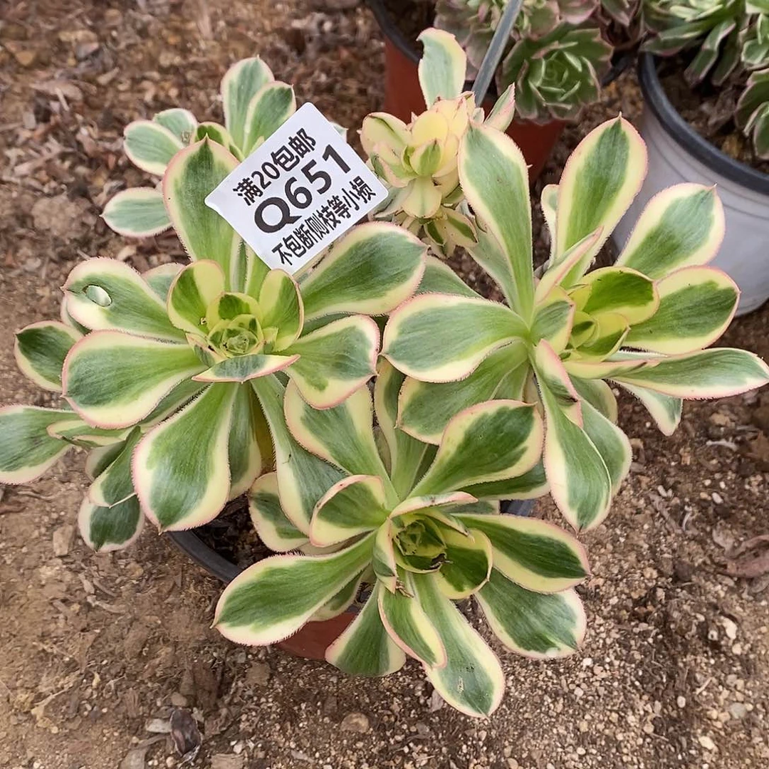 651燕姿锦多肉法师锦有砍