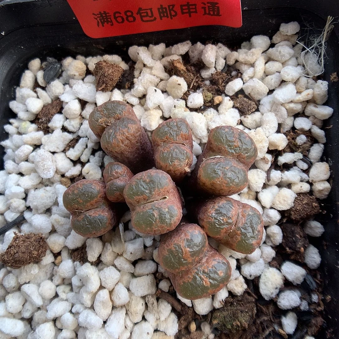 10-31-6 勋章一群