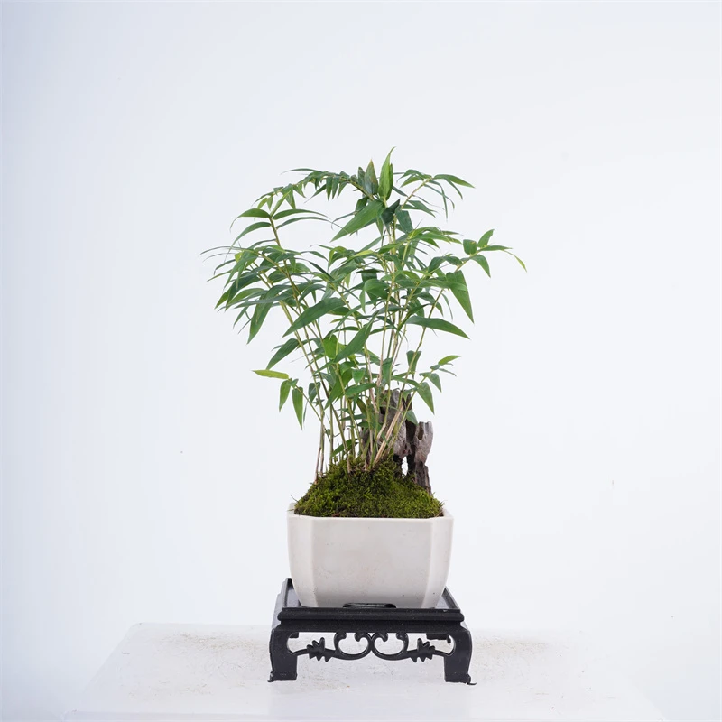 p08#白盆附石竹盆景