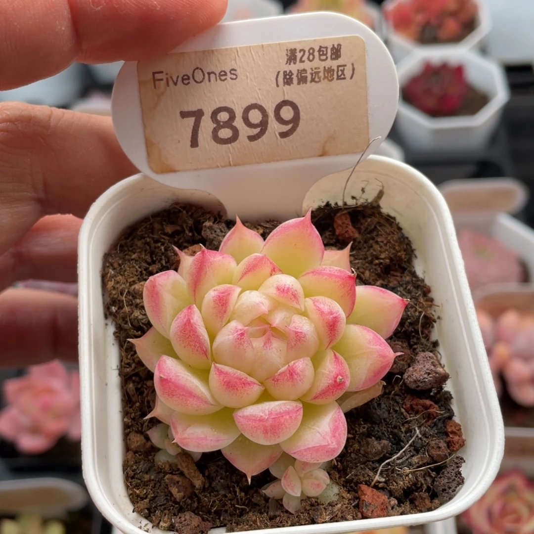 女王7899-4.5厘米