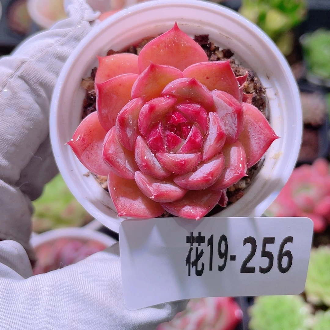 花利美19-256女王