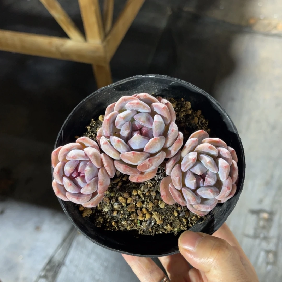 星影 一物一拍不支持退换