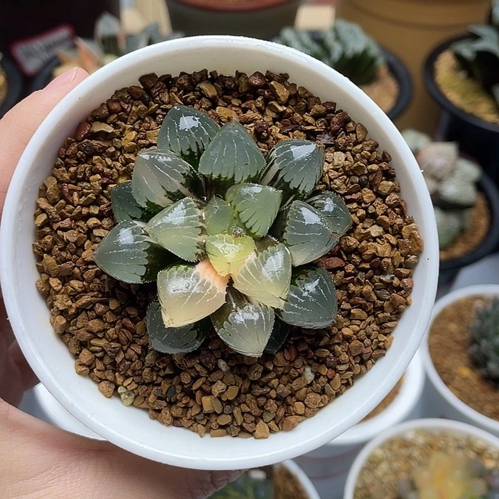 糯玉露锦十二卷多肉