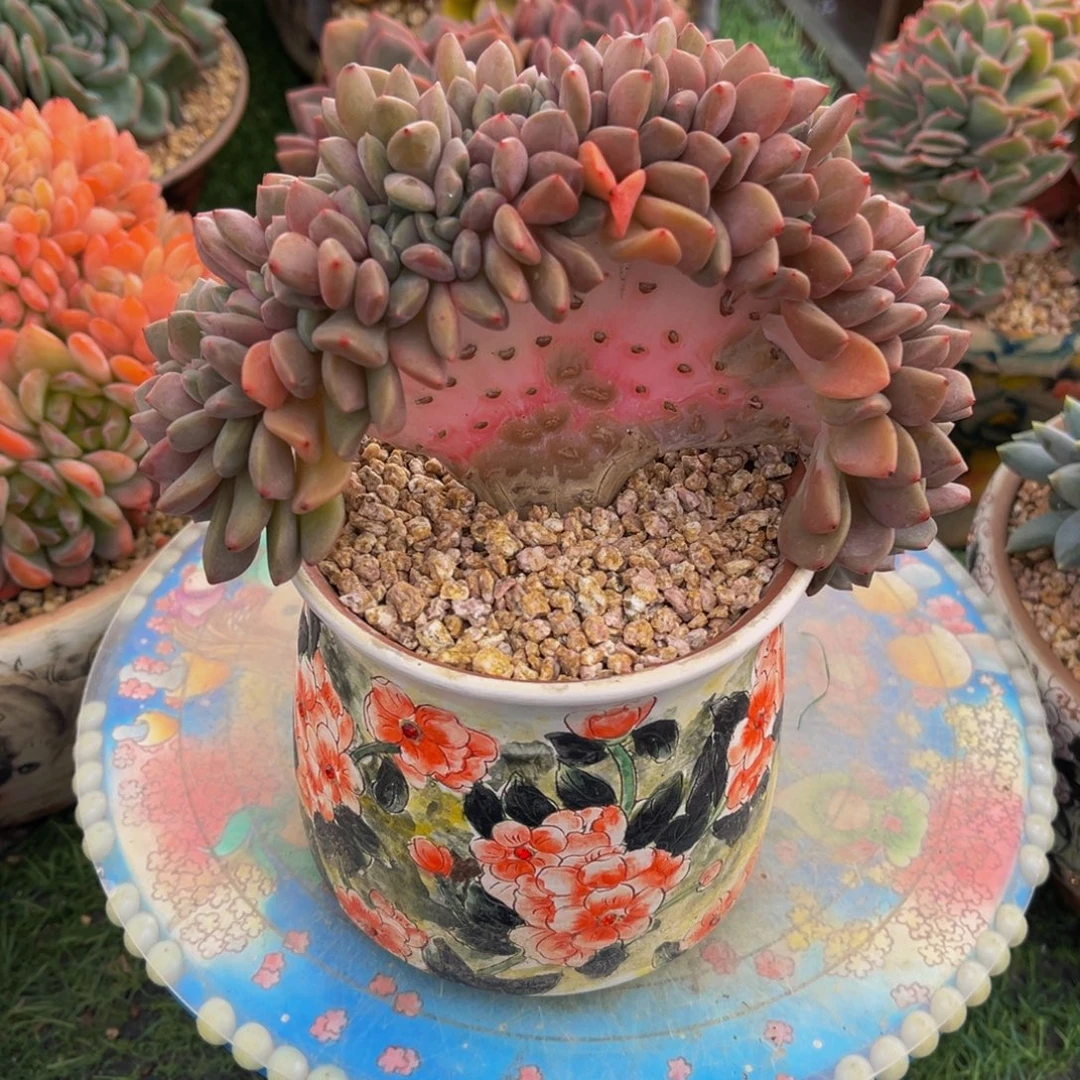 冰橙树缀一物一拍