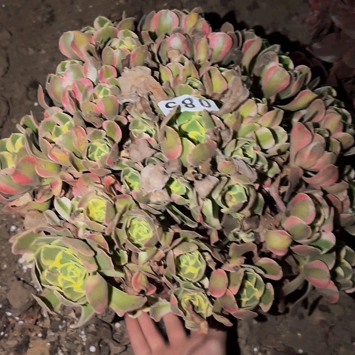 085妖月多肉植物不售后