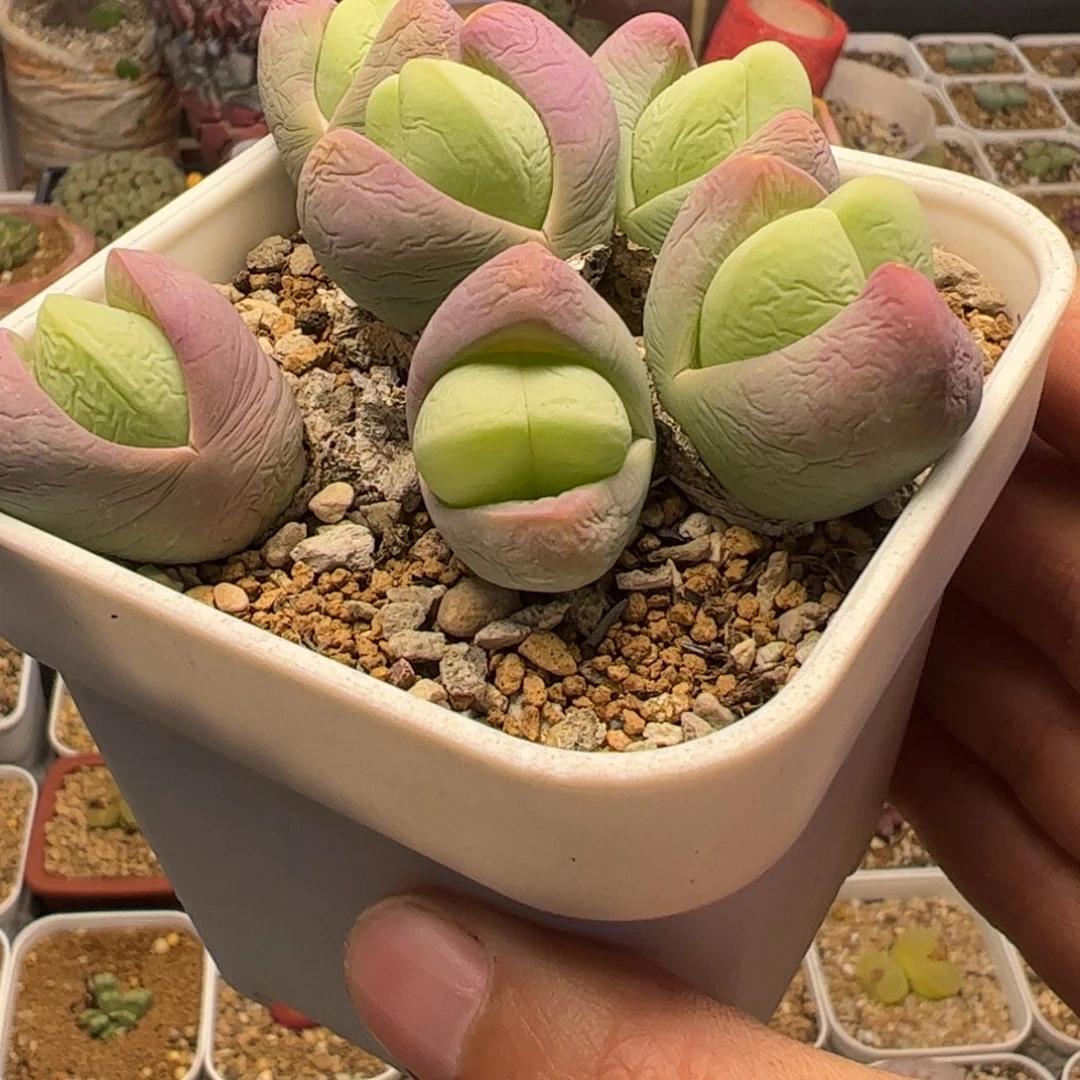 锡粉拳头多肉植物