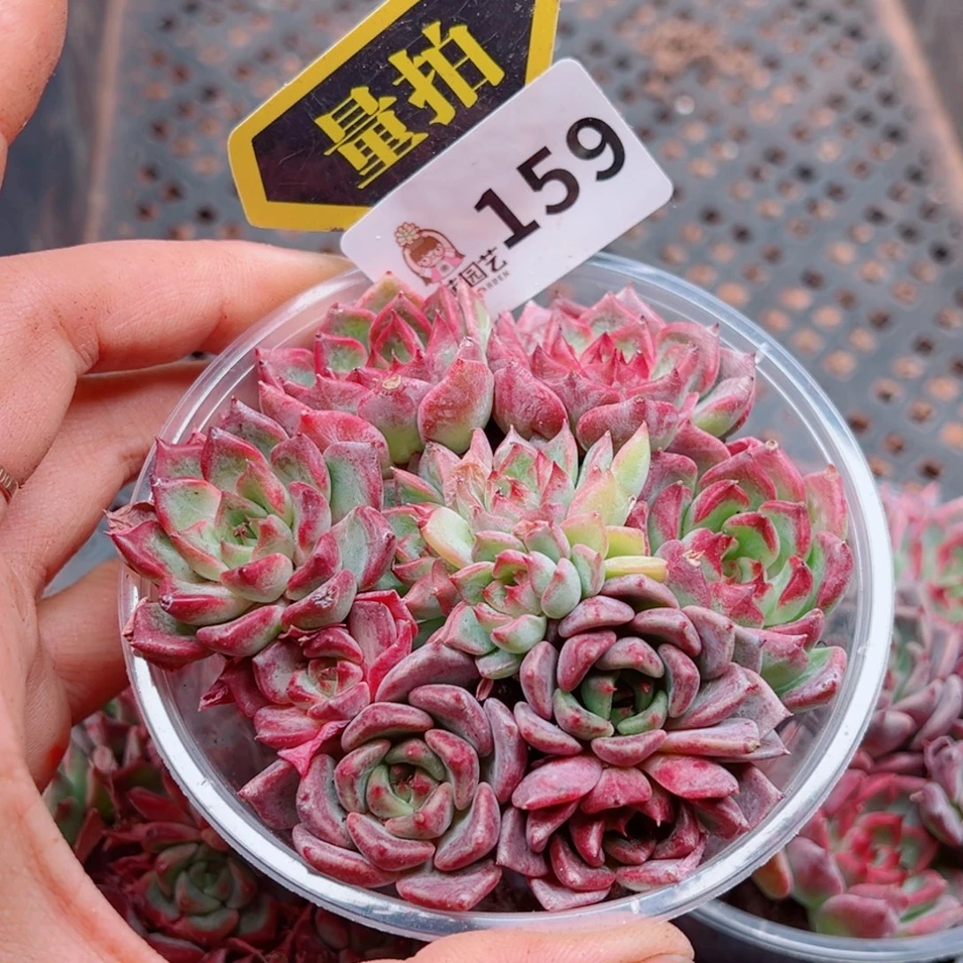 多肉植物多肉植物