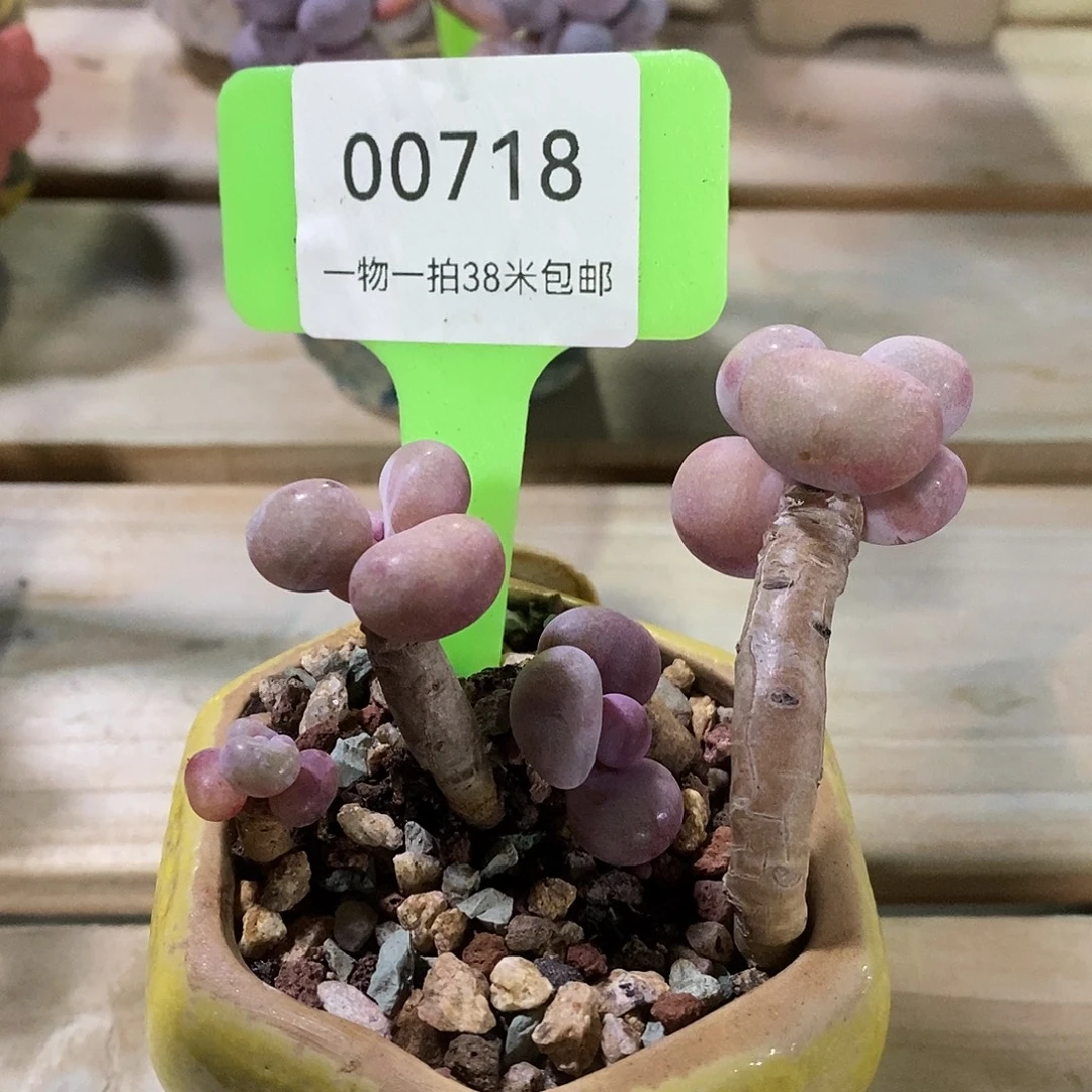 00718，烤鱼提了哦耶哦