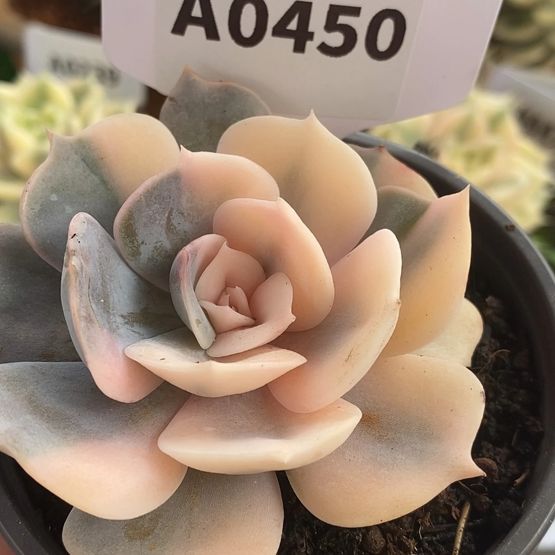 450双子座哈哈哈哈哈