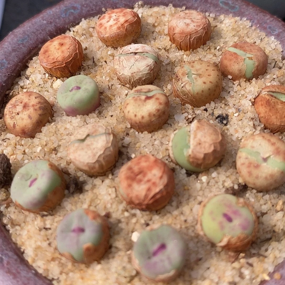 SE小红嘴一颗一颗