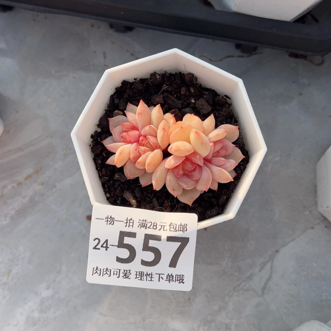 海之歌多肉多多肉多肉多肉