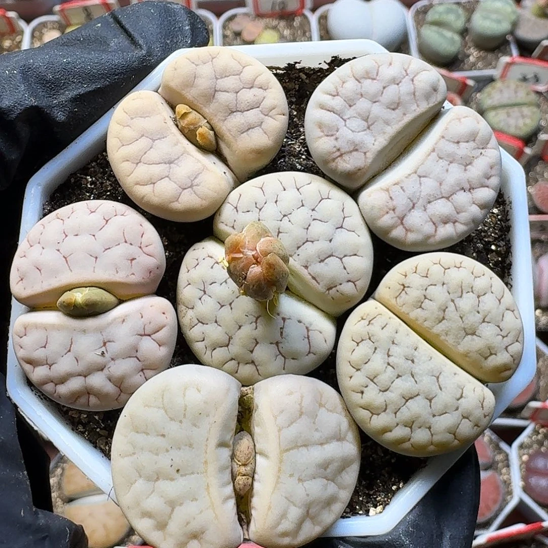 生石花111211。  170