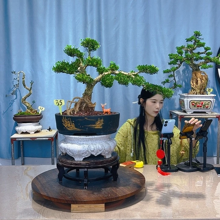 无花朵广东皱皮雀舌黄杨