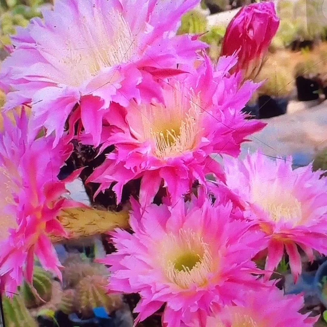 紫薇星侧芽5公分毛花柱