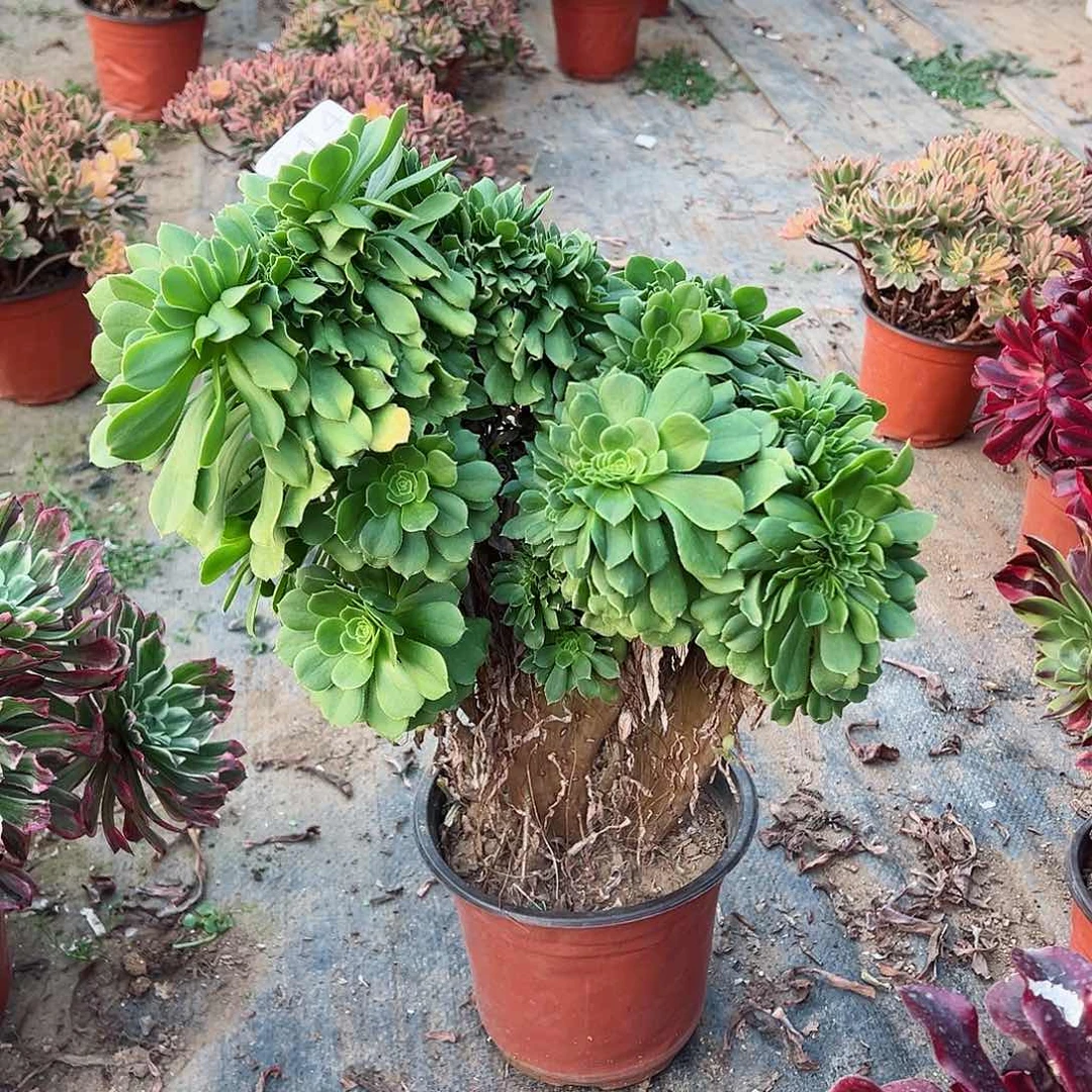 紫砂茶宠绿羊绒缀化214号