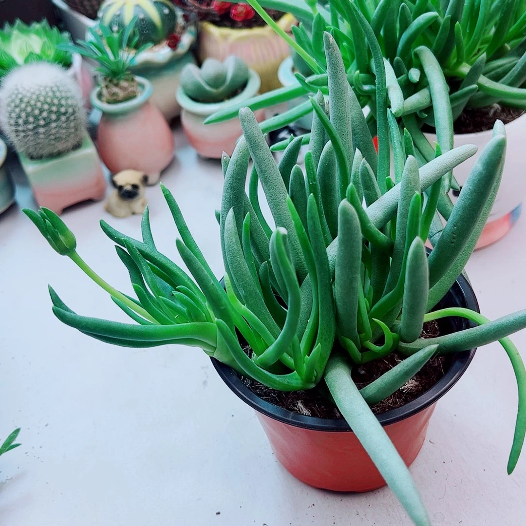 带花苞奔龙多肉植物