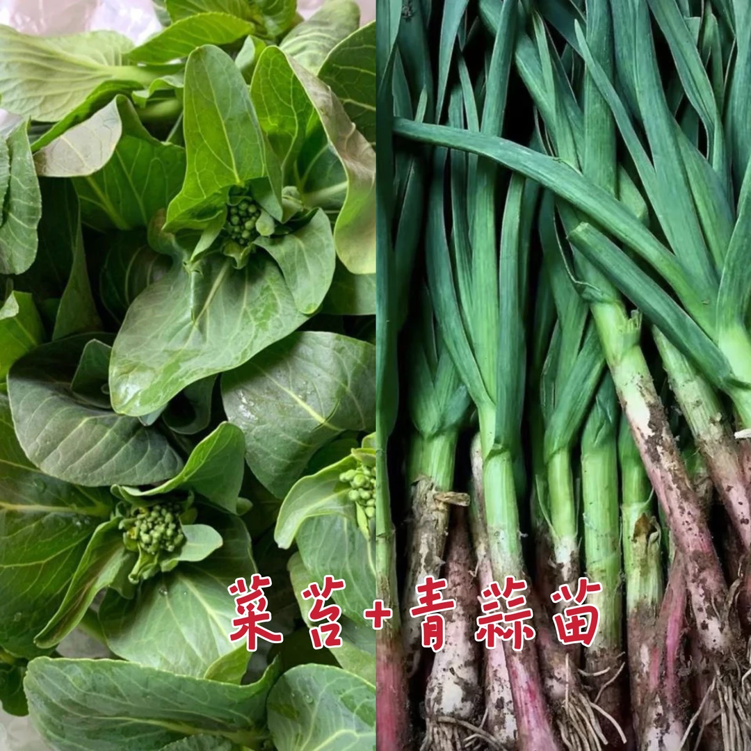 【顺丰】当季蔬菜组合露天青菜苔3斤+2红皮蒜苗现摘现发