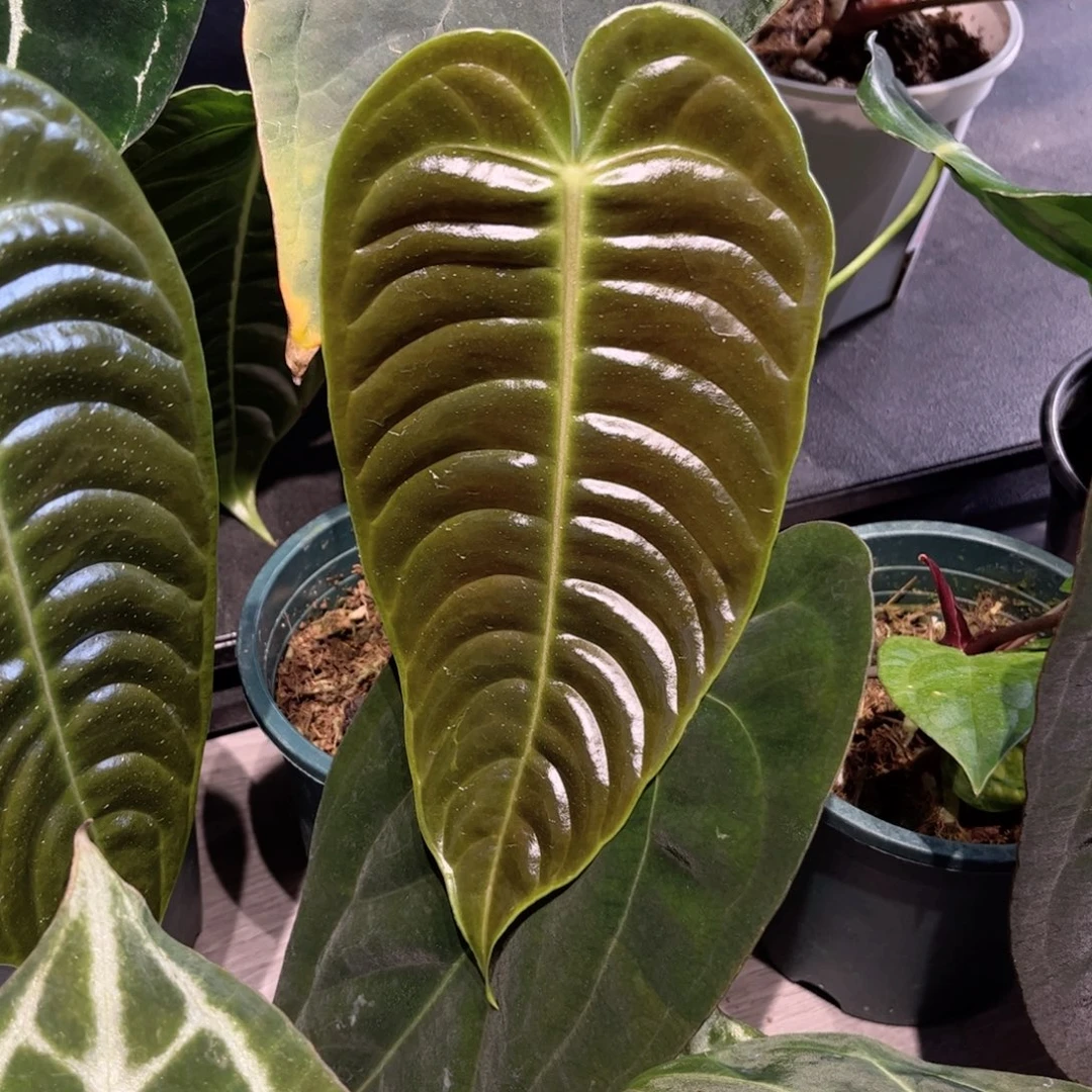 完全开放火鹤王花烛