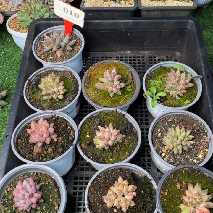 010多肉植物一物一拍