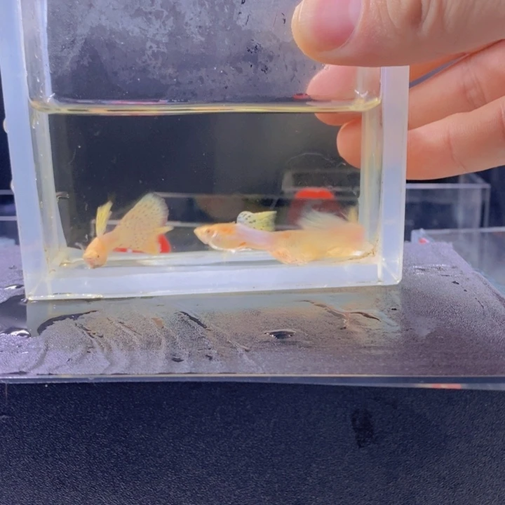 孔雀鱼孔雀鱼彩虹草尾三公