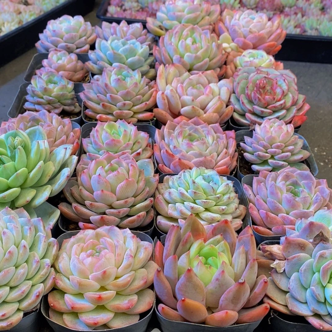 133多肉植物保护研究所所长助理研究员