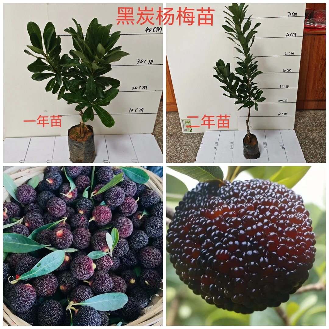 纯甜无酸早熟大果黑炭杨梅树苗营养杯嫁接苗带叶子发货容易挂果