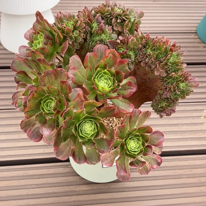 奶白锦缀带盆发货