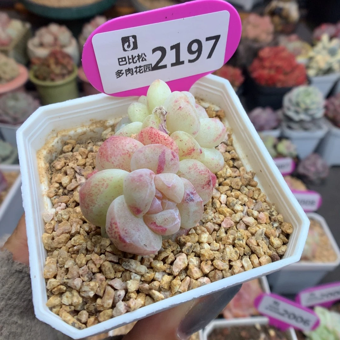 2197冰玉石化多肉植物