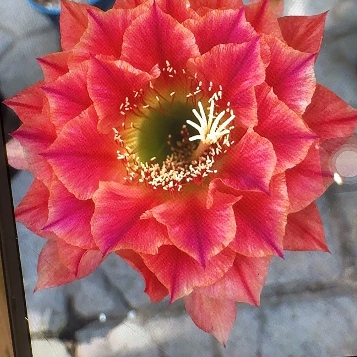 火焰超越侧芽5公分左右毛花柱（20包邮）
