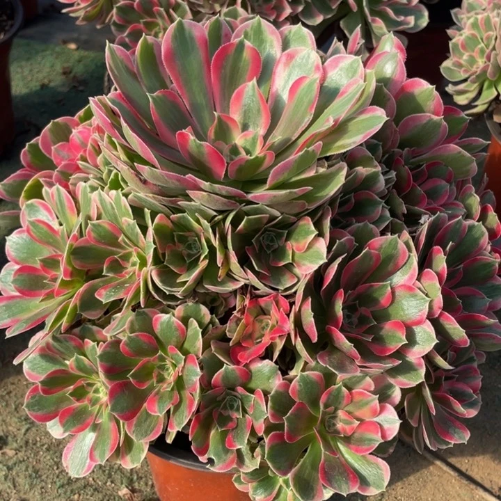 687妖月精品法师老桩