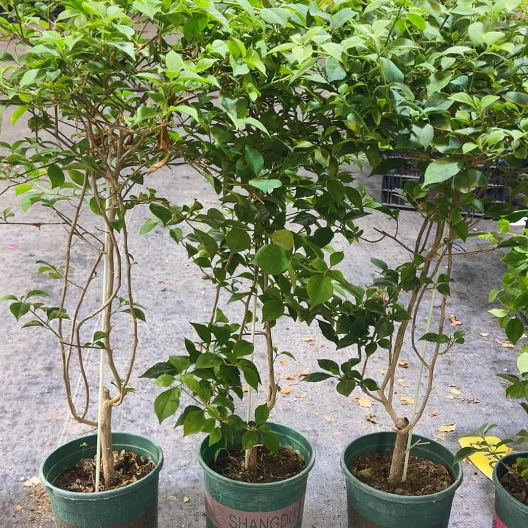 当前无花栽培后可以开花酒红一颗