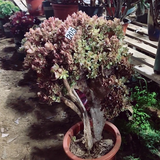 205韶羞玫瑰朵朵缀根部有砍