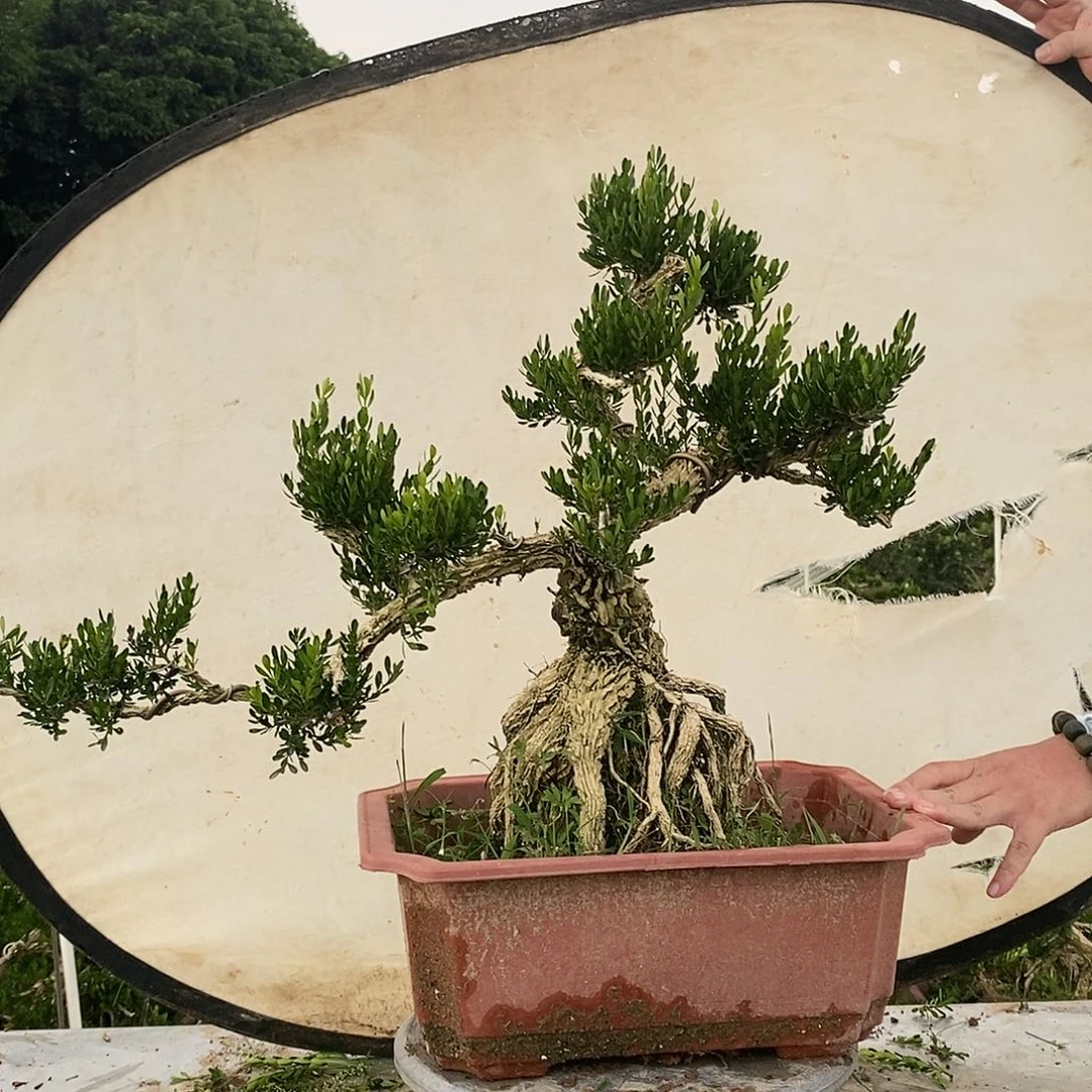 不开花植物美*1，1111111111