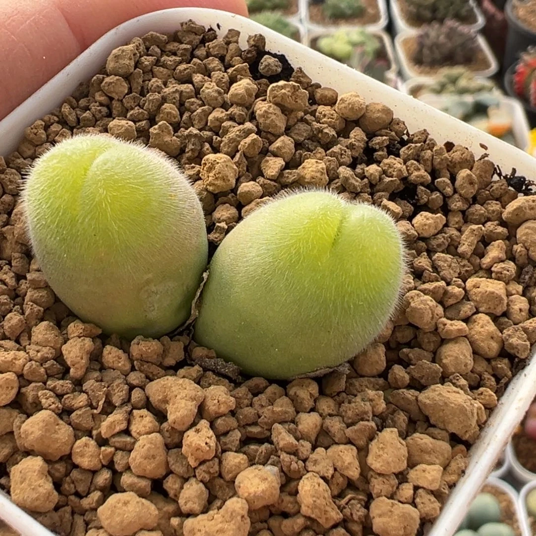 紫体长毛翠滴群多肉植物